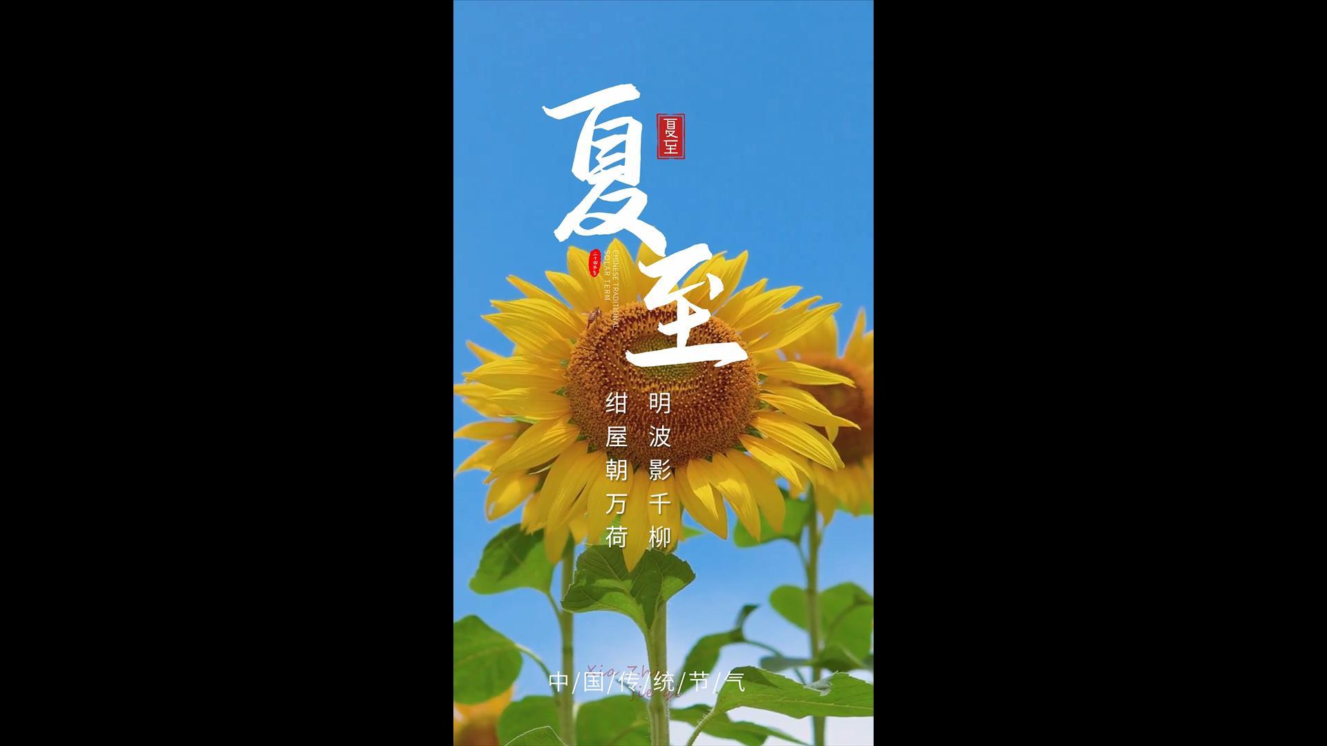 简洁清新夏至垂直海报AE模板视频的预览图