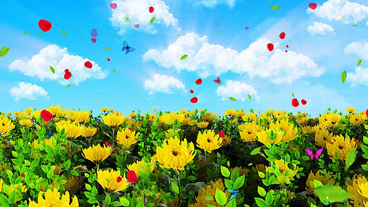 4K唯美的黄菊花背景素材视频的预览图