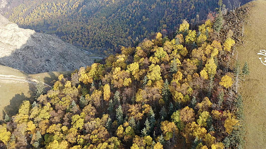 秋季森林风光青海坎布拉森林视频的预览图