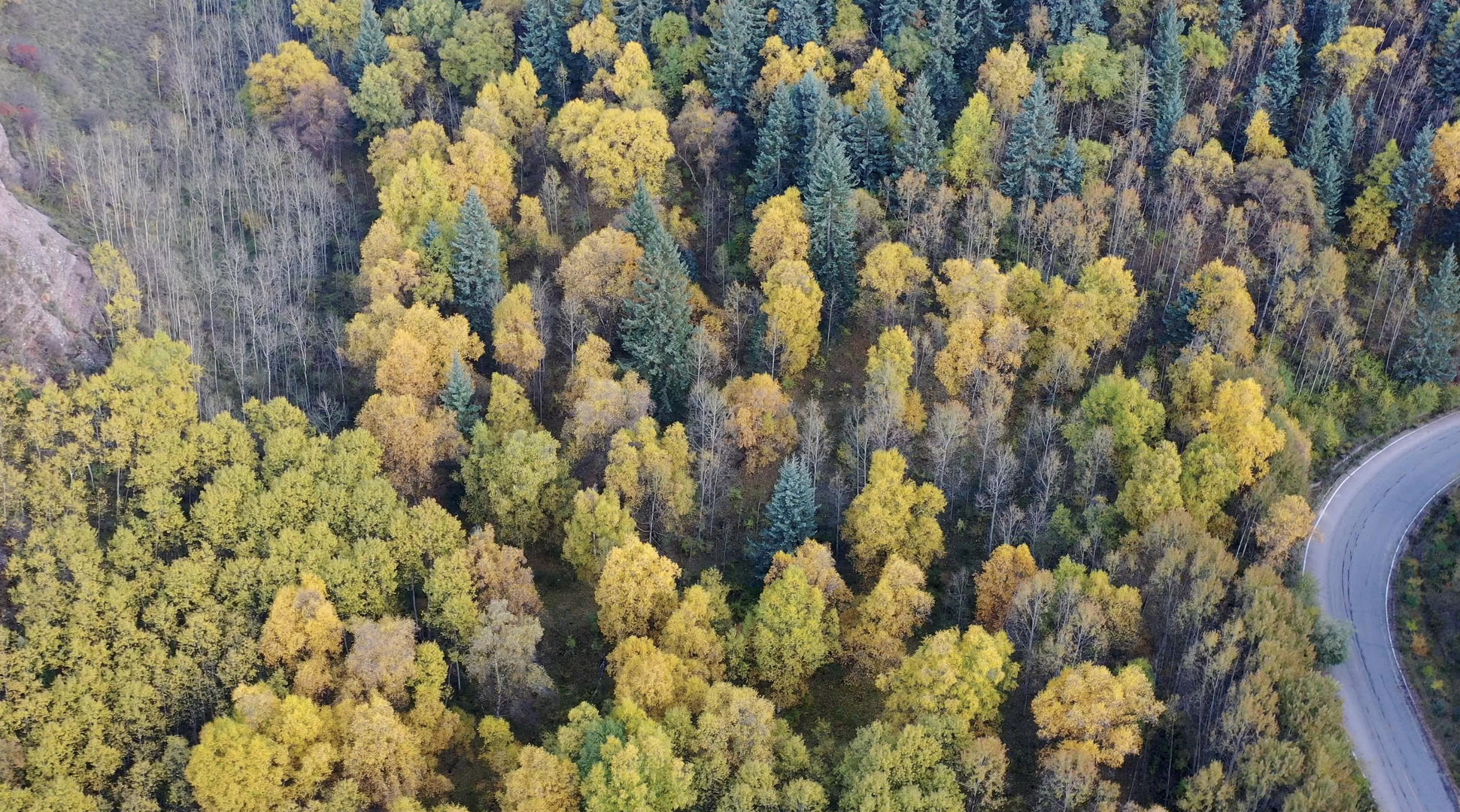 青海坎布拉森林秋季风光航拍4K视频视频的预览图