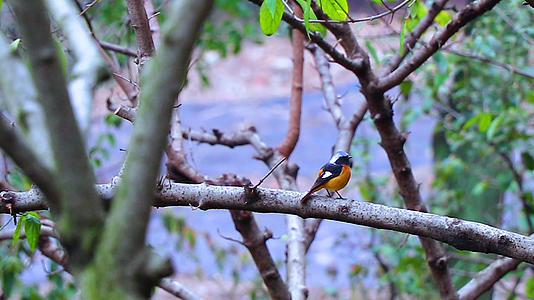 4K黑嘴黄胸鹀鸟视频的预览图