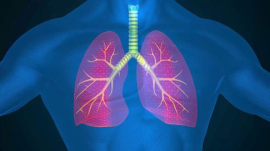 4K三维人体肺部展示视频的预览图