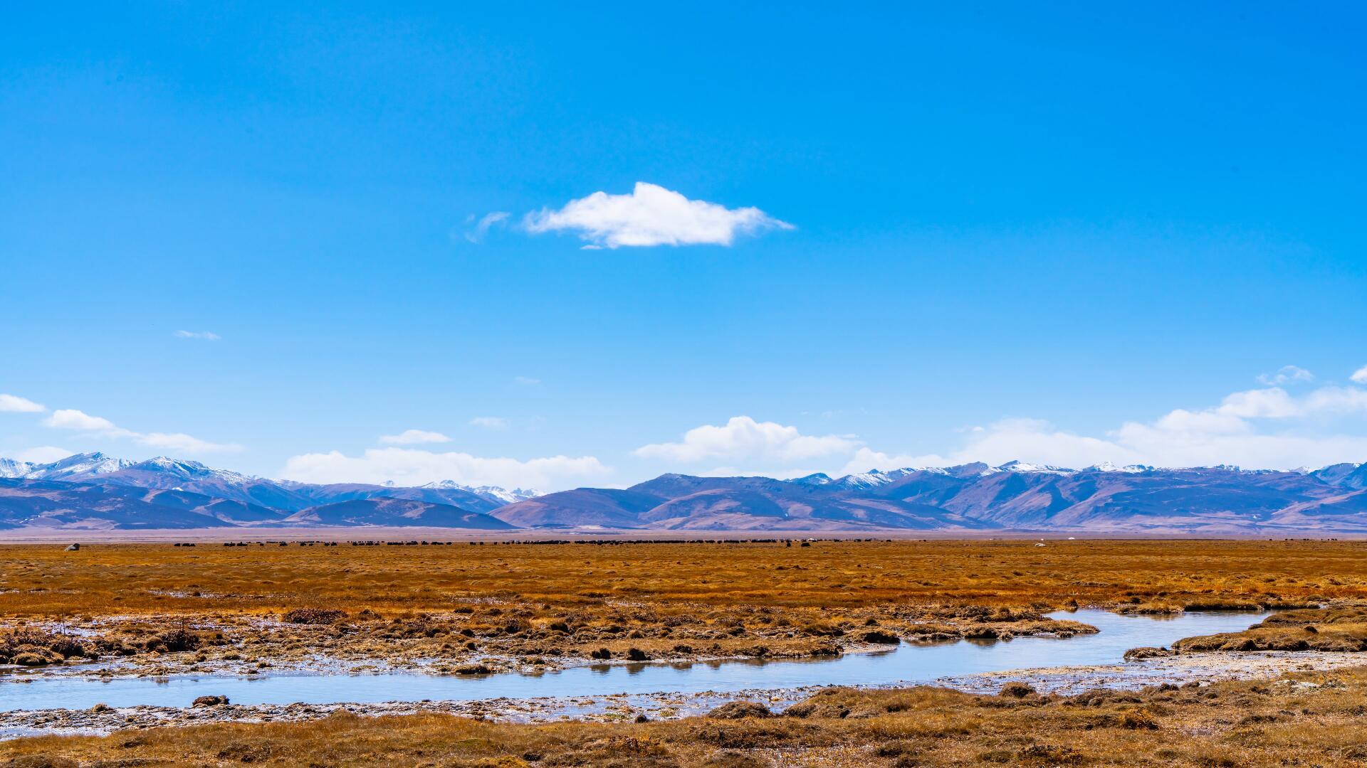 8K高原牦牛风景线视频的预览图