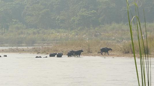 尼泊尔奇旺国家公园沿岸的黑色野牛在阳光和阴霾下的景象视频的预览图