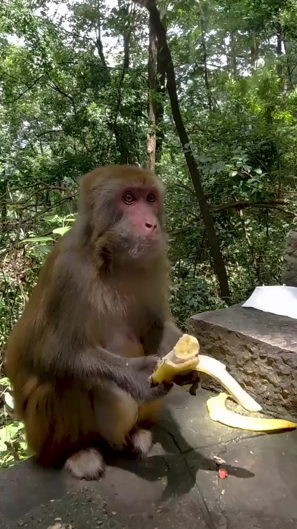 山上的猴子吃香蕉实拍素材视频的预览图