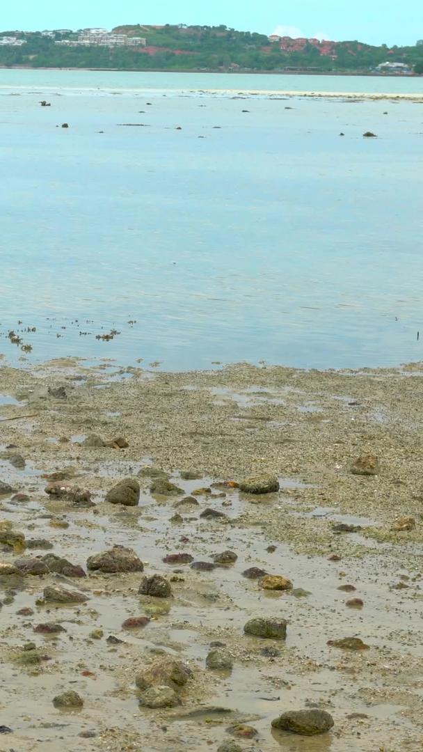海滩滩采集蛤蜊贝壳集合采集视频的预览图