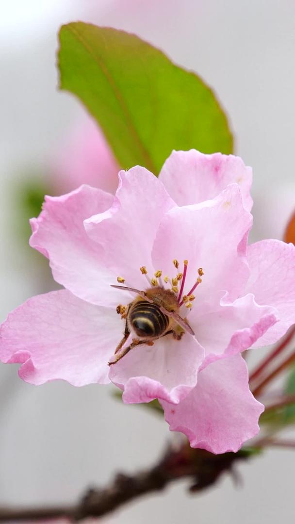 蜜蜂采蜜春花中勤劳的小蜜蜂视频的预览图