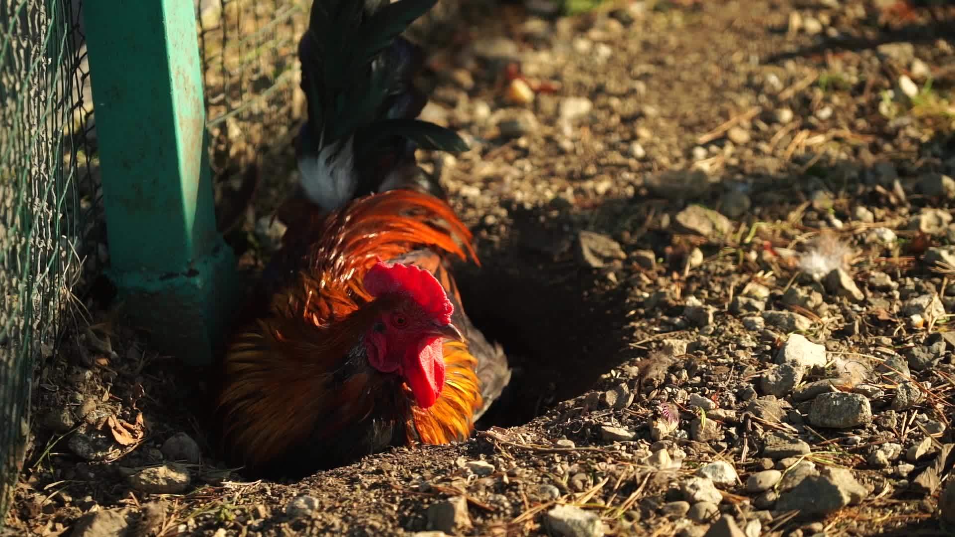 一只公鸡在地上的肖像视频的预览图