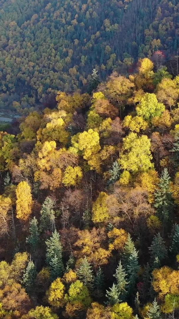 秋天的森林风景青海坎布拉森林视频的预览图