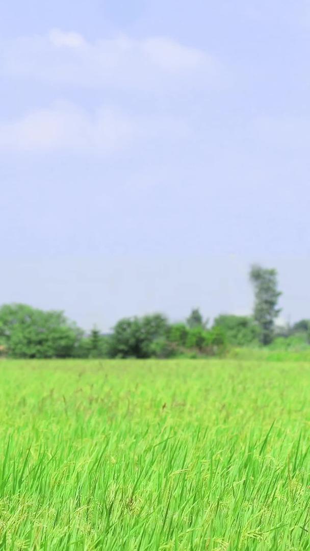 新鲜的绿色农田稻视频的预览图
