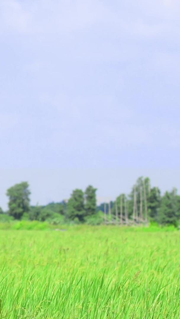 新鲜的绿色农田稻视频的预览图