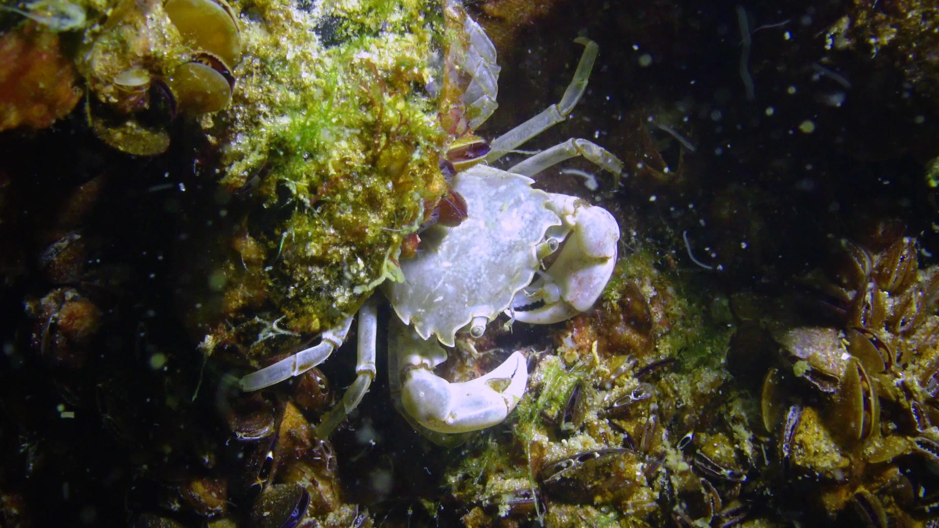 黑海小螃蟹躲在贝壳里视频的预览图