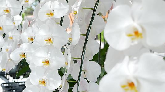 优雅的白色兰花视频的预览图