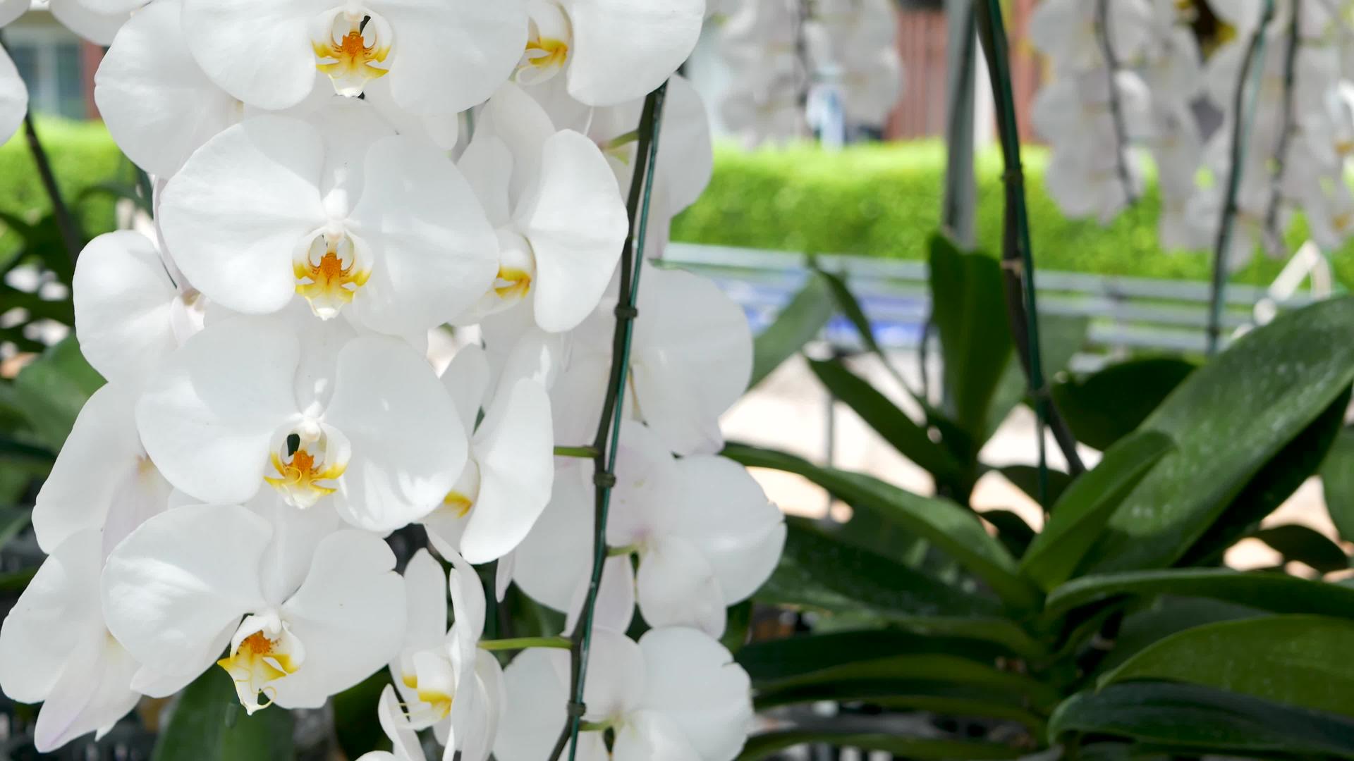 优雅的白色兰花视频的预览图