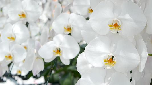 精致的白色优雅的兰花在阳光下有一个黄色的中心热带花瓣在春天的花园里关闭抽象的自然异国背景具有复制空间视频的预览图