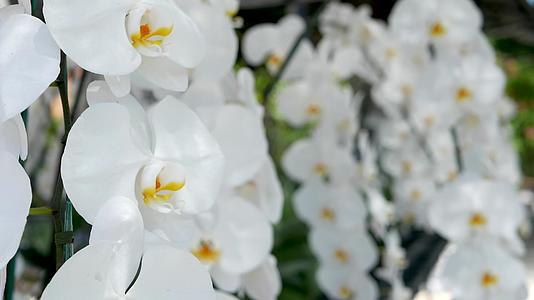 精致的白色优雅的兰花在阳光下有一个黄色的中心热带花瓣在春天的花园里关闭抽象的自然异国背景具有复制空间视频的预览图