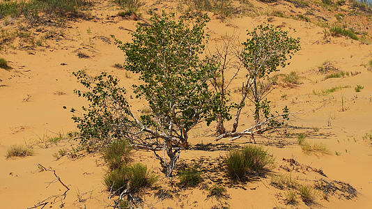 慢镜头升格拍摄沙漠极端环境中顽强生命力生长的树4k素材视频的预览图