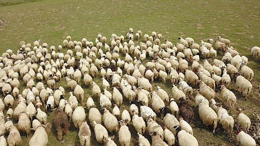 牧羊羊群视频的预览图