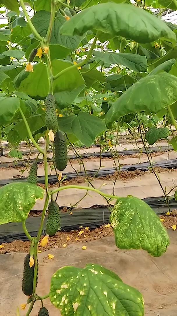 水果黄瓜种植管理视频的预览图