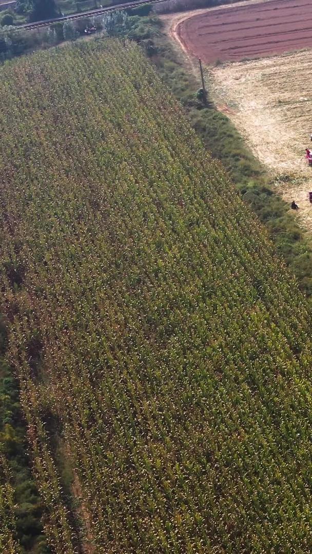 航拍农业玉米收割机耕地拖拉机丰收季节劳动视频素材已重新上传视频的预览图