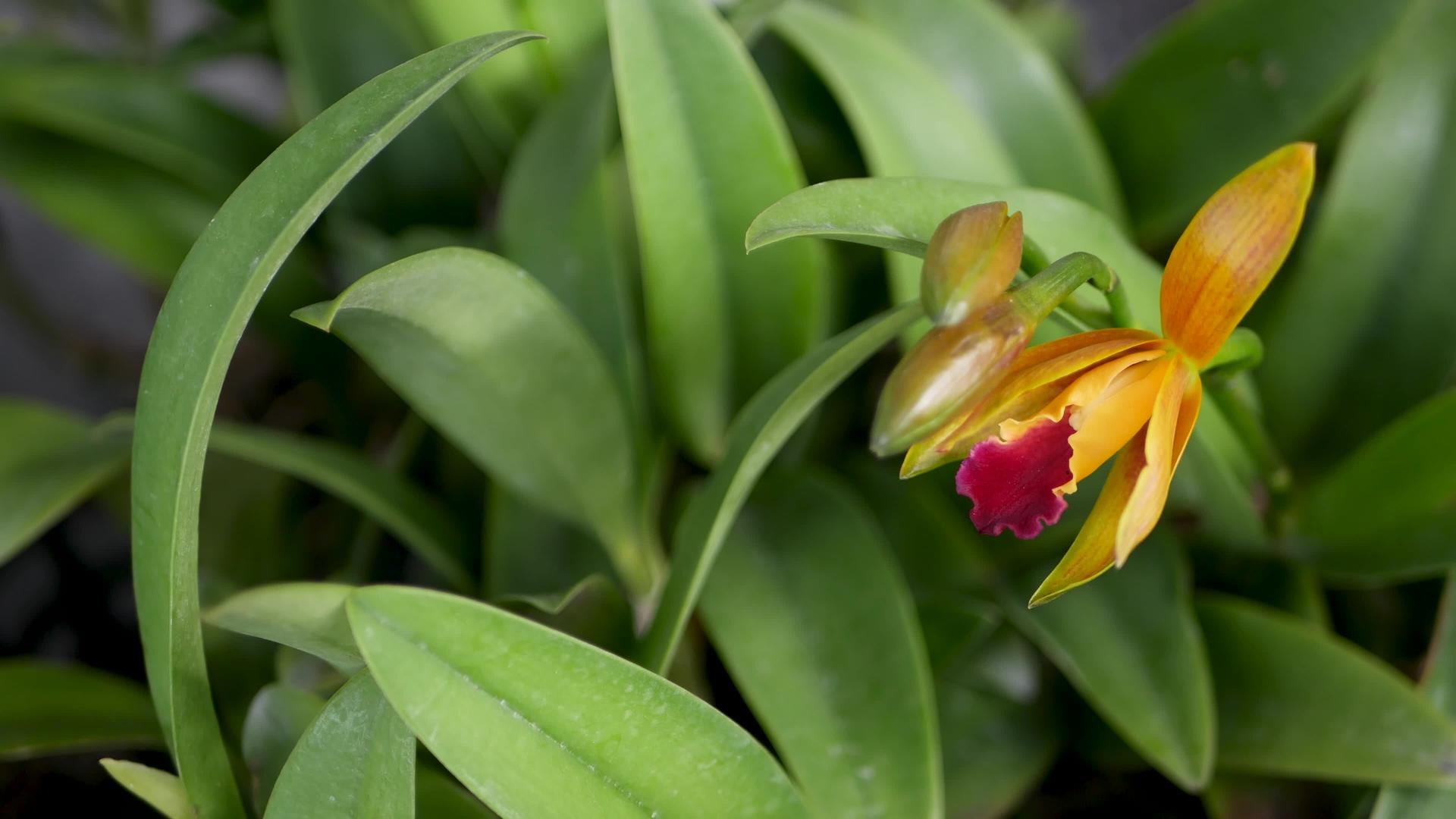 春天花园里五颜六色的热带花卉宏观特写视频的预览图
