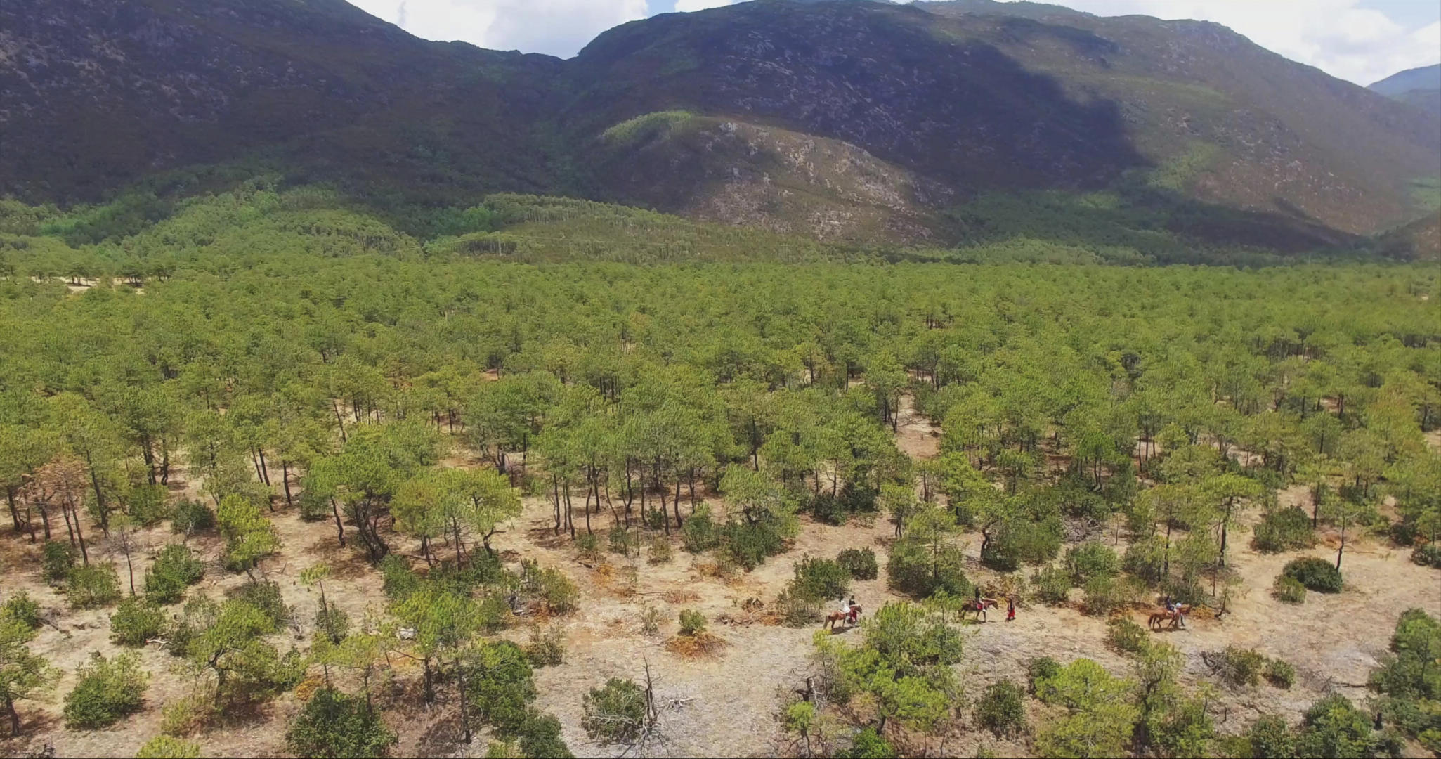 4k骑马穿越森林峡谷视频的预览图