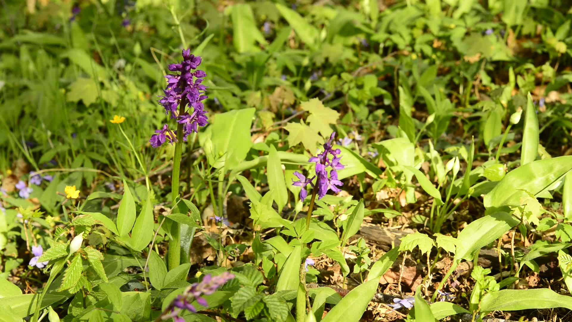 春天在一片森林里在德国的野兰花中视频的预览图