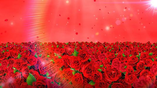 唯美大红色玫瑰花视频的预览图