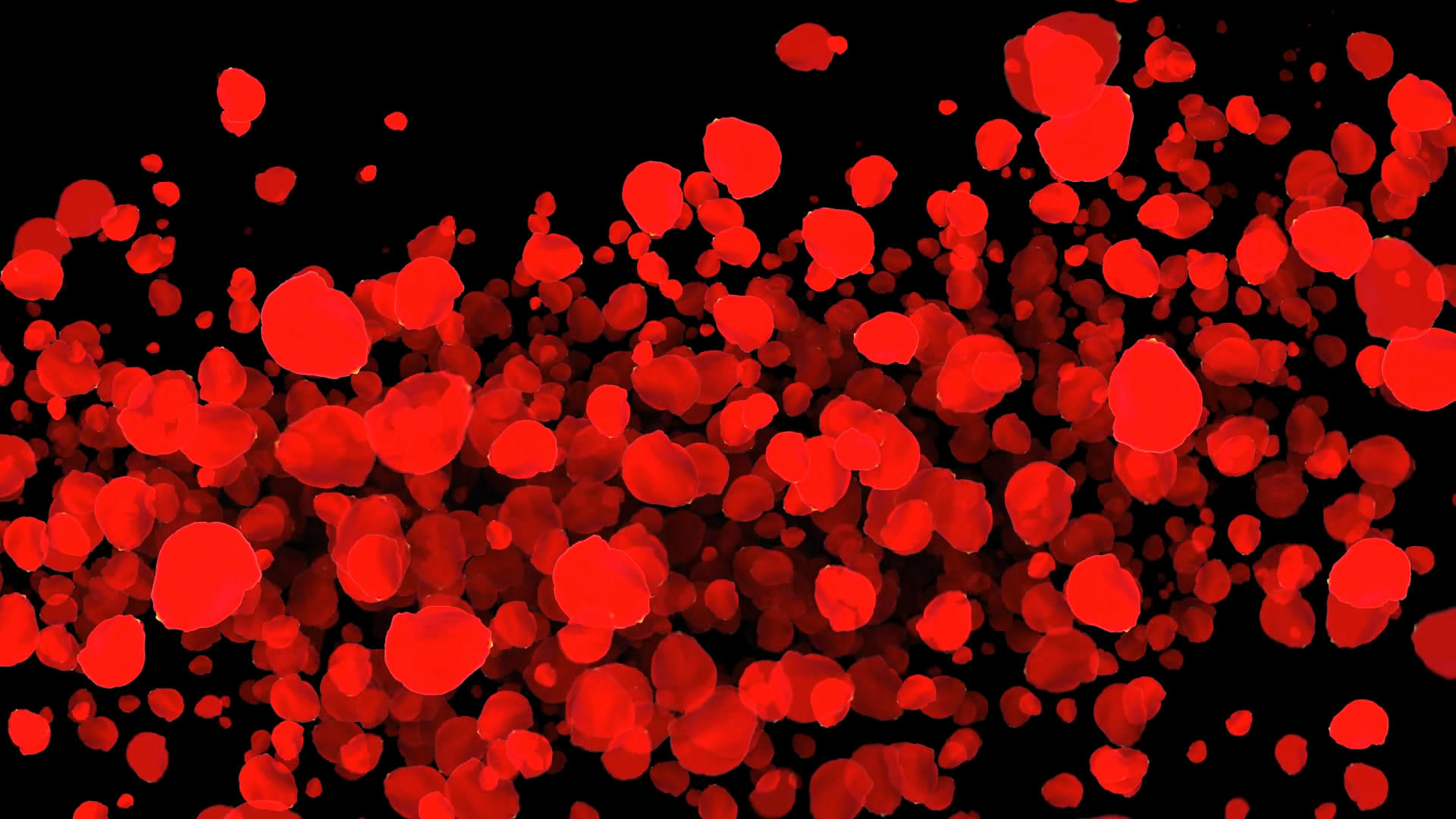 透明通道玫瑰花瓣转场特效视频素材视频的预览图