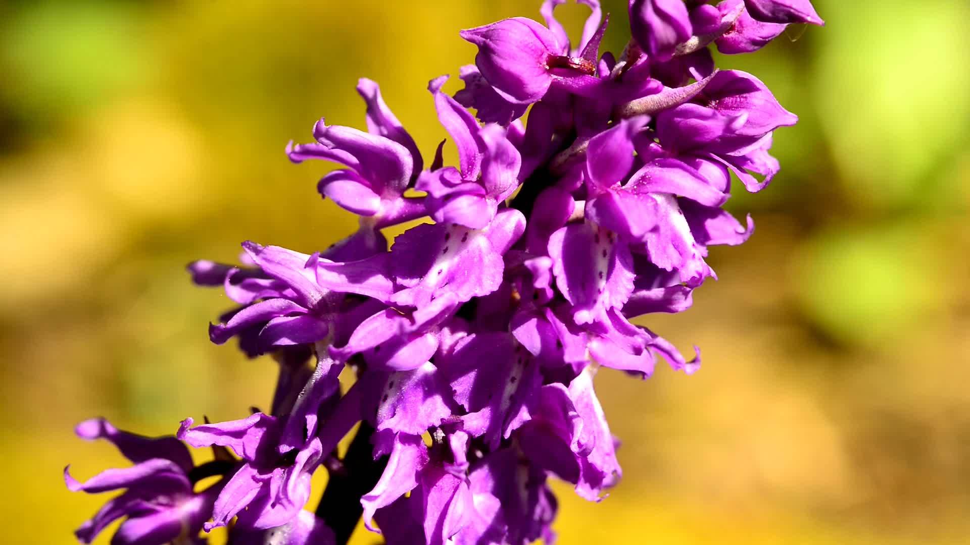 在德国的野兰花中视频的预览图