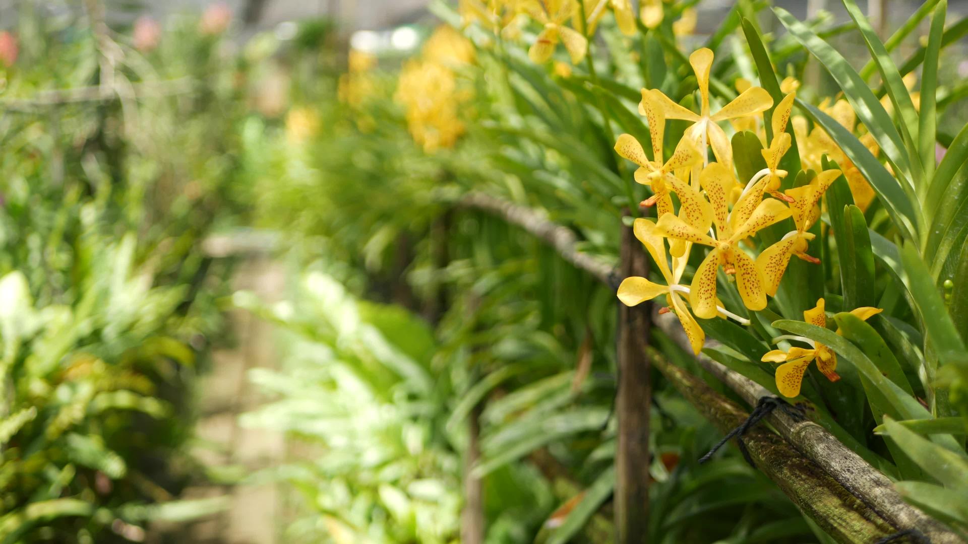模糊的宏观特写镜头春天花园里五颜六色的热带兰花阳光明媚的叶子嫩花瓣抽象的自然异国背景复制空间视频的预览图