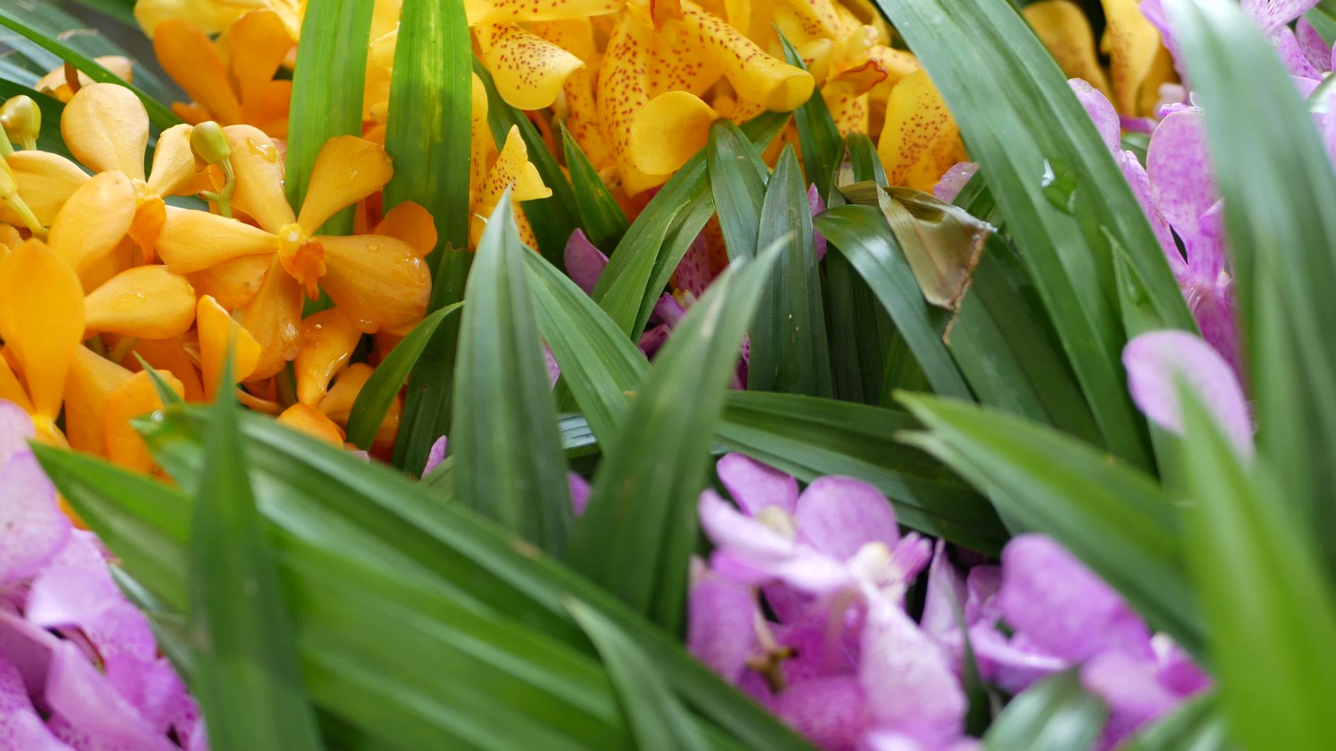 模糊的宏观特写镜头春天花园里五颜六色的热带兰花阳光明媚的叶子嫩花瓣抽象的自然异国背景复制空间视频的预览图