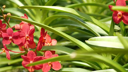 在春天的花园里五颜六色的热带兰花在茂盛的树叶中有嫩嫩的花瓣视频的预览图