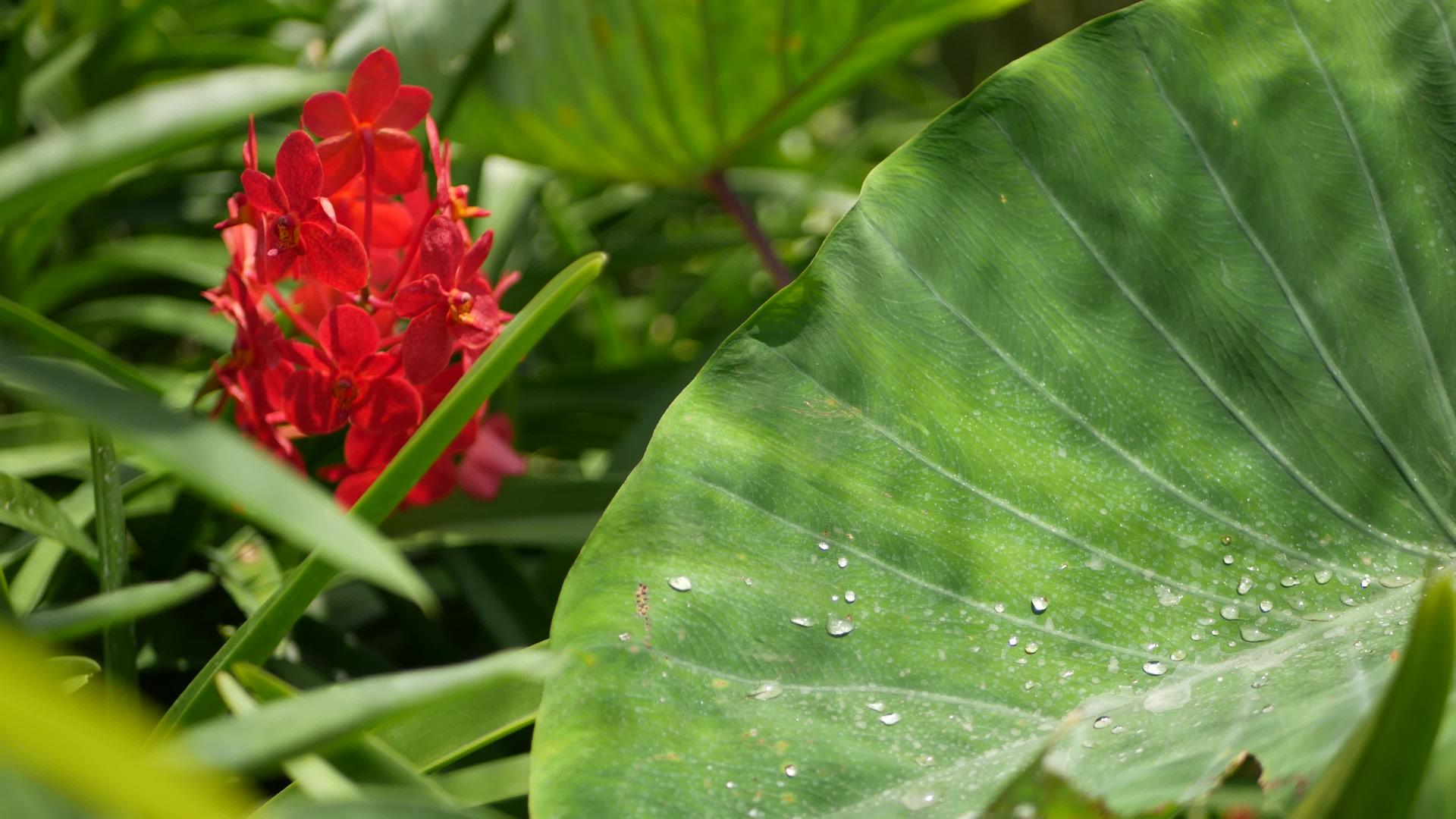 春天花园里五颜六色的热带兰花视频的预览图