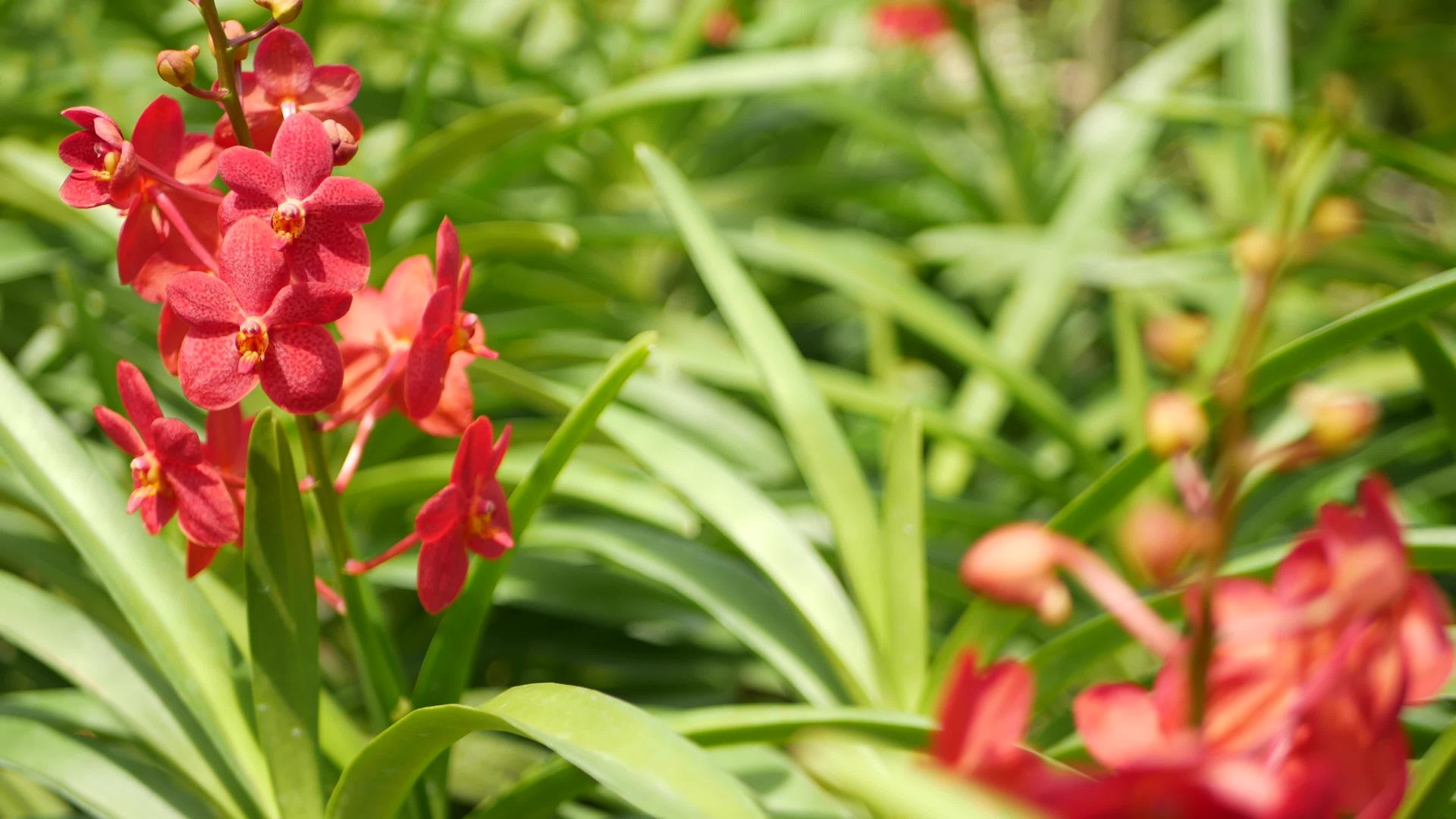 春天花园里五颜六色的热带兰花视频的预览图
