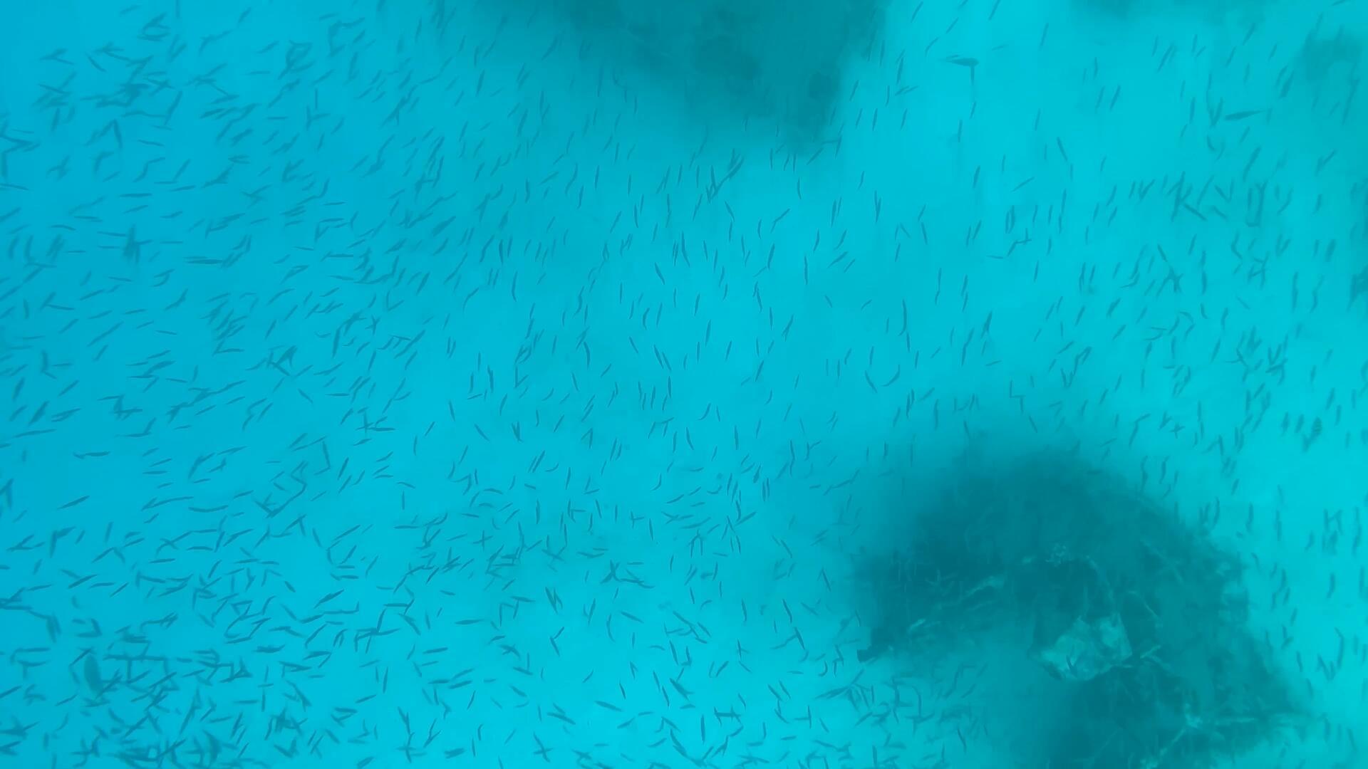 巴厘岛浮潜小鱼视频的预览图