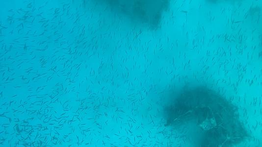 巴厘岛浮潜小鱼视频的预览图