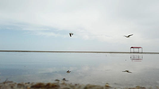 青海湖上的飞鸟视频的预览图