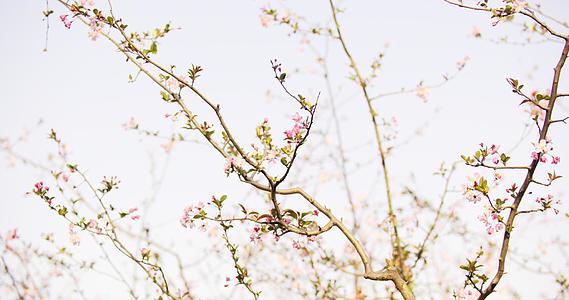 8K公园开放樱花的树枝视频的预览图