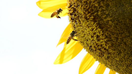 蜜蜂采蜜升格4K视频的预览图