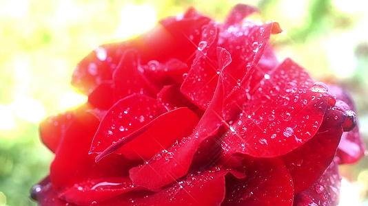 雨中的红玫瑰视频的预览图