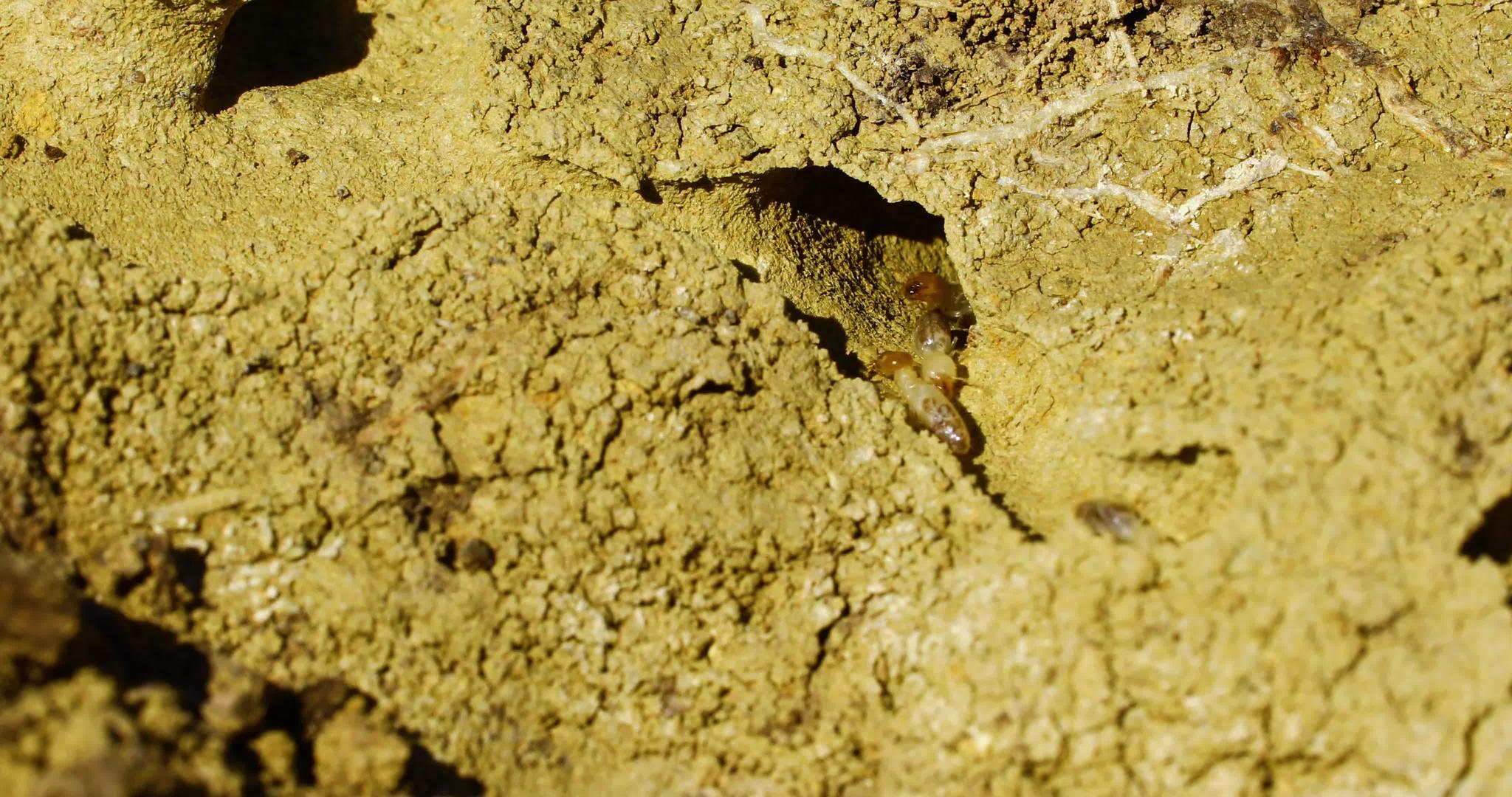 白蚁在土壤中爬行视频的预览图