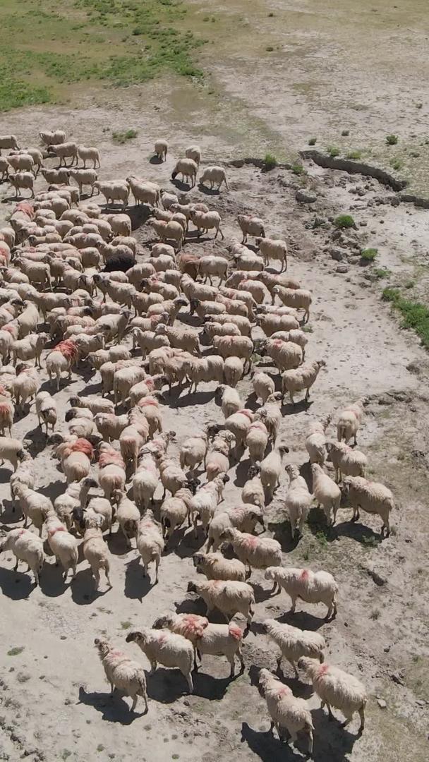 高原草原牧羊人和羊群的航拍视频的预览图