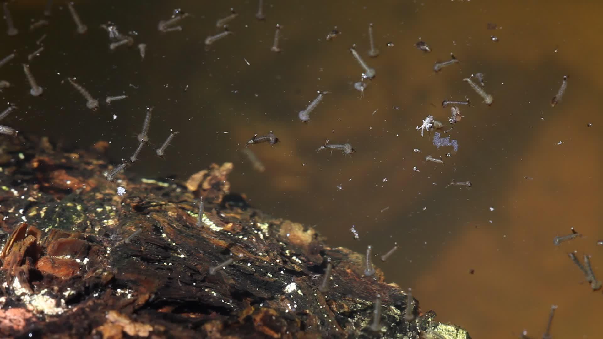 水中蚊子幼虫的大型视频视频的预览图
