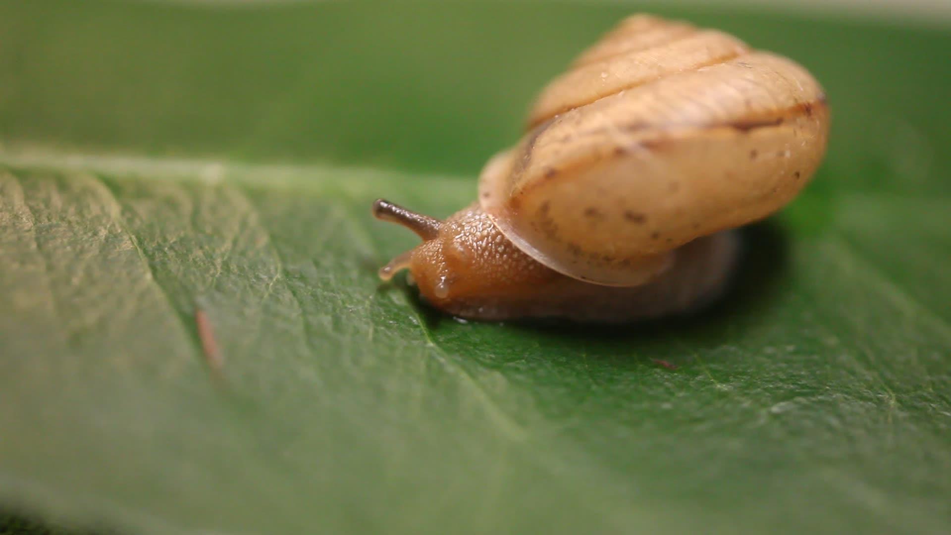 蜗牛宏观视频视频的预览图