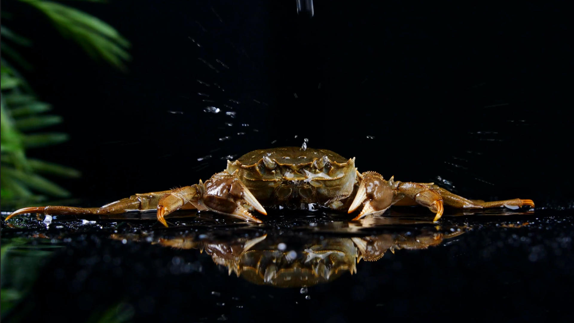 4K鲜活螃蟹高清大闸蟹视频的预览图