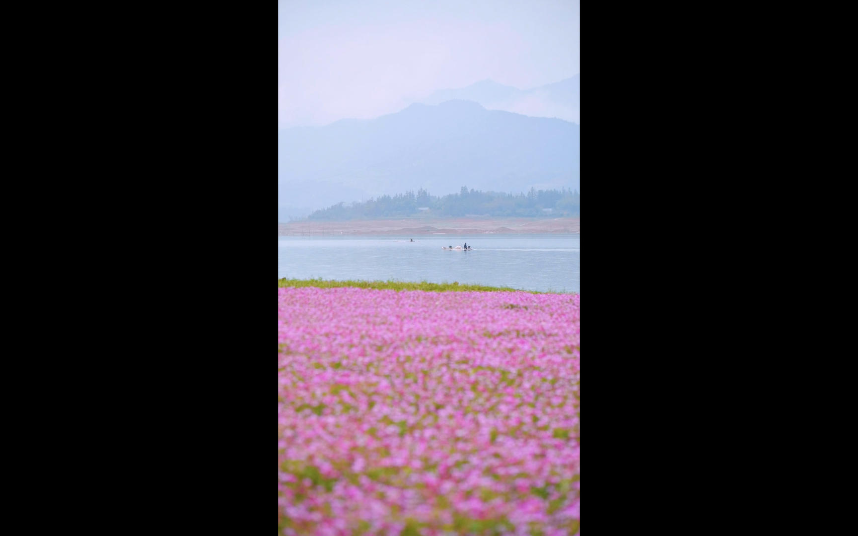 公平湖紫云英花海竖版视频1080p视频的预览图