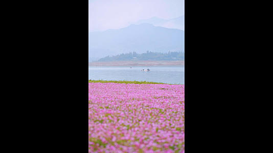 公平湖紫云英花海竖版视频1080p视频的预览图