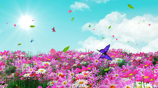 4K唯美的春天野花背景素材视频的预览图