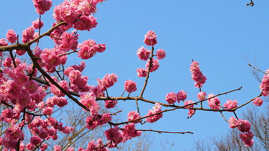 4K青岛中山公园樱花盛开视频的预览图
